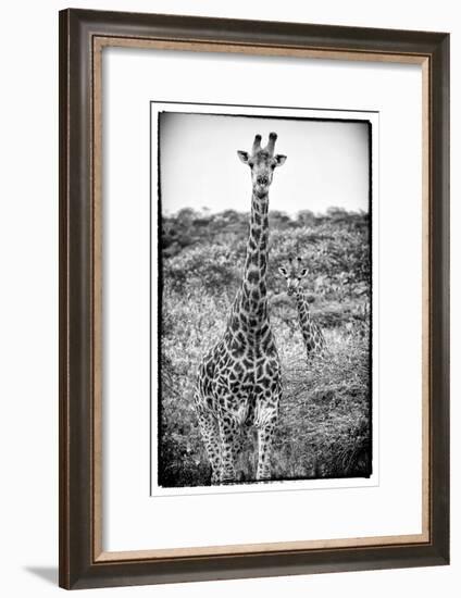 Awesome South Africa Collection B&W - Portrait of Two Giraffes-Philippe Hugonnard-Framed Photographic Print