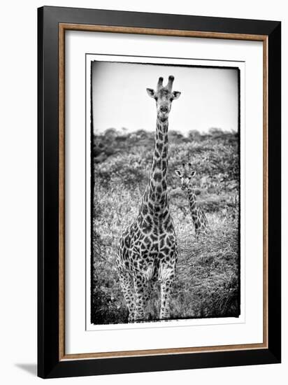Awesome South Africa Collection B&W - Portrait of Two Giraffes-Philippe Hugonnard-Framed Photographic Print
