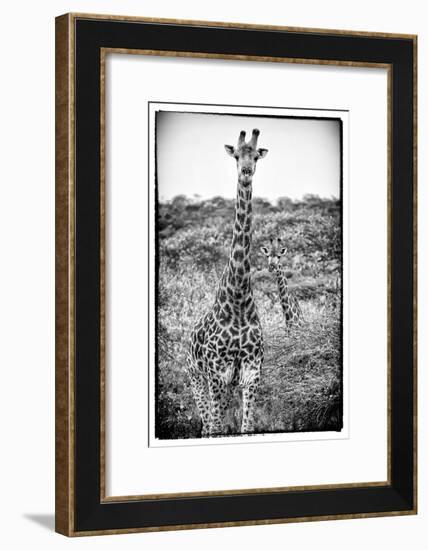 Awesome South Africa Collection B&W - Portrait of Two Giraffes-Philippe Hugonnard-Framed Photographic Print