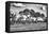 Awesome South Africa Collection B&W - Savanna Trees-Philippe Hugonnard-Framed Premier Image Canvas