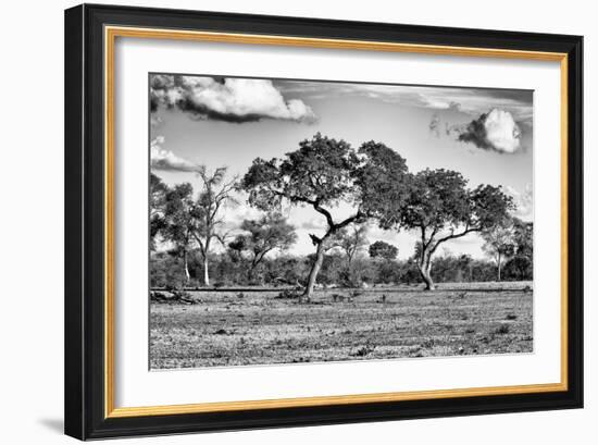 Awesome South Africa Collection B&W - Savanna Trees-Philippe Hugonnard-Framed Photographic Print