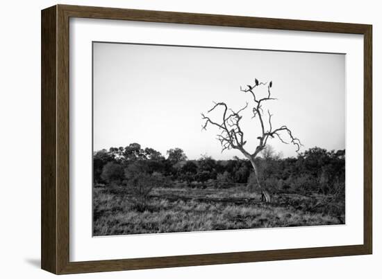 Awesome South Africa Collection B&W - Three Cape Vultures on Acacia Tree II-Philippe Hugonnard-Framed Photographic Print