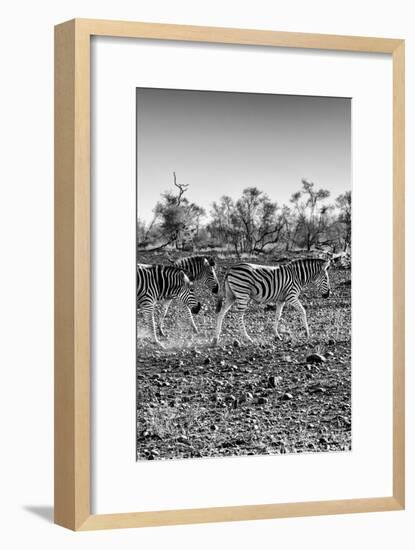 Awesome South Africa Collection B&W - Trio of Common Zebras II-Philippe Hugonnard-Framed Photographic Print