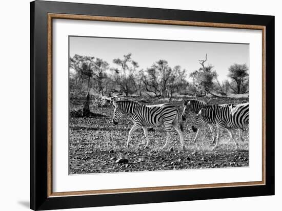 Awesome South Africa Collection B&W - Trio of Common Zebras III-Philippe Hugonnard-Framed Photographic Print