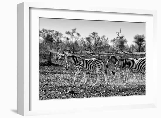 Awesome South Africa Collection B&W - Trio of Common Zebras III-Philippe Hugonnard-Framed Photographic Print