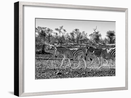 Awesome South Africa Collection B&W - Trio of Common Zebras III-Philippe Hugonnard-Framed Photographic Print