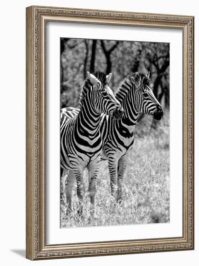 Awesome South Africa Collection B&W - Two Burchell's Zebras II-Philippe Hugonnard-Framed Photographic Print