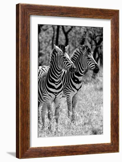 Awesome South Africa Collection B&W - Two Burchell's Zebras II-Philippe Hugonnard-Framed Photographic Print