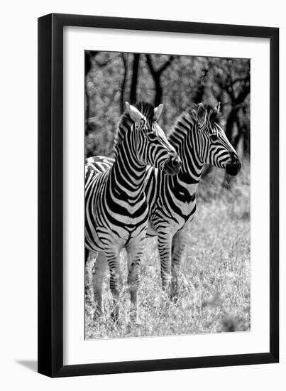 Awesome South Africa Collection B&W - Two Burchell's Zebras II-Philippe Hugonnard-Framed Photographic Print