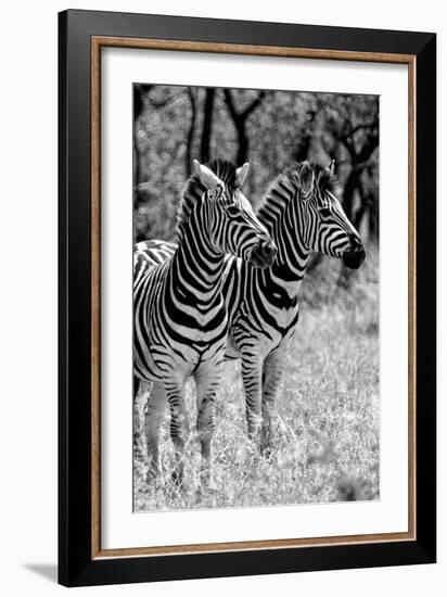 Awesome South Africa Collection B&W - Two Burchell's Zebras II-Philippe Hugonnard-Framed Photographic Print