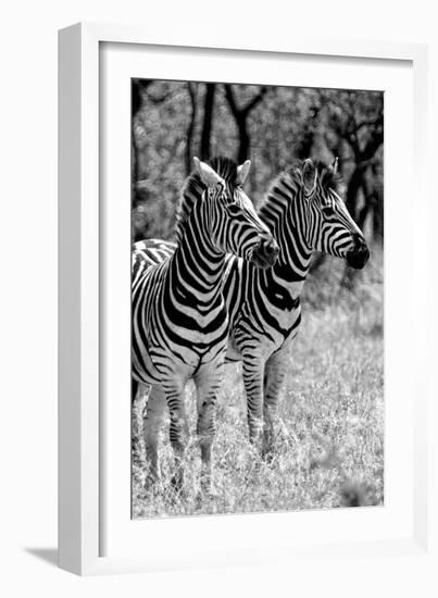Awesome South Africa Collection B&W - Two Burchell's Zebras II-Philippe Hugonnard-Framed Photographic Print