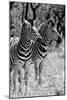 Awesome South Africa Collection B&W - Two Burchell's Zebras II-Philippe Hugonnard-Mounted Photographic Print