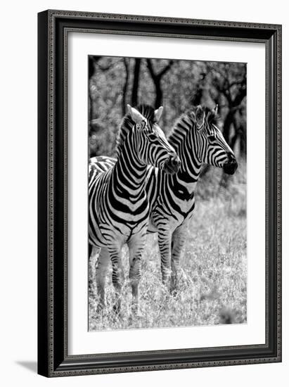 Awesome South Africa Collection B&W - Two Burchell's Zebras II-Philippe Hugonnard-Framed Photographic Print