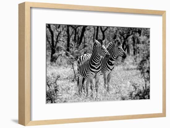Awesome South Africa Collection B&W - Two Burchell's Zebras-Philippe Hugonnard-Framed Photographic Print