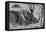 Awesome South Africa Collection B&W - Two White Rhino slepping-Philippe Hugonnard-Framed Premier Image Canvas