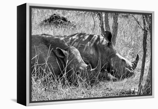 Awesome South Africa Collection B&W - Two White Rhino slepping-Philippe Hugonnard-Framed Premier Image Canvas