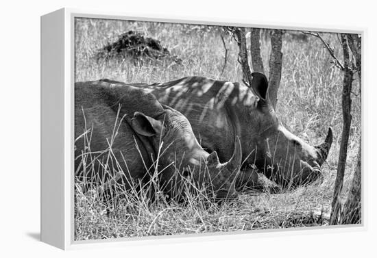 Awesome South Africa Collection B&W - Two White Rhino slepping-Philippe Hugonnard-Framed Premier Image Canvas