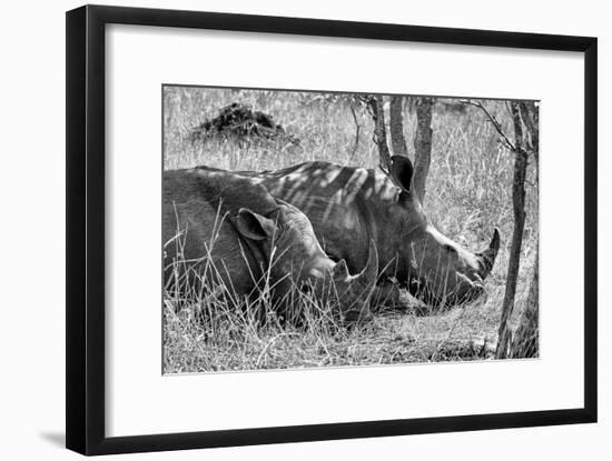Awesome South Africa Collection B&W - Two White Rhino slepping-Philippe Hugonnard-Framed Photographic Print