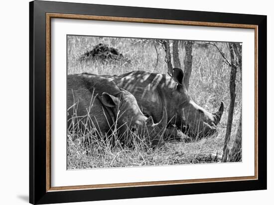 Awesome South Africa Collection B&W - Two White Rhino slepping-Philippe Hugonnard-Framed Photographic Print