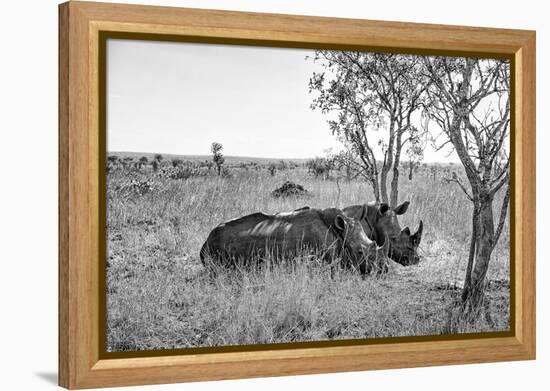 Awesome South Africa Collection B&W - Two White Rhinoceros I-Philippe Hugonnard-Framed Premier Image Canvas