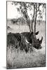 Awesome South Africa Collection B&W - Two White Rhinoceros II-Philippe Hugonnard-Mounted Photographic Print