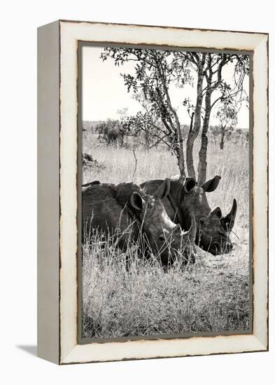 Awesome South Africa Collection B&W - Two White Rhinoceros II-Philippe Hugonnard-Framed Premier Image Canvas