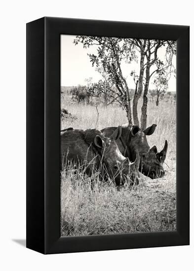 Awesome South Africa Collection B&W - Two White Rhinoceros II-Philippe Hugonnard-Framed Premier Image Canvas