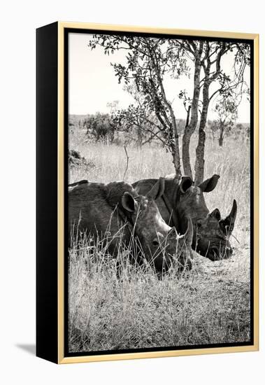 Awesome South Africa Collection B&W - Two White Rhinoceros II-Philippe Hugonnard-Framed Premier Image Canvas