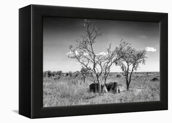 Awesome South Africa Collection B&W - Two White Rhinoceros IV-Philippe Hugonnard-Framed Premier Image Canvas