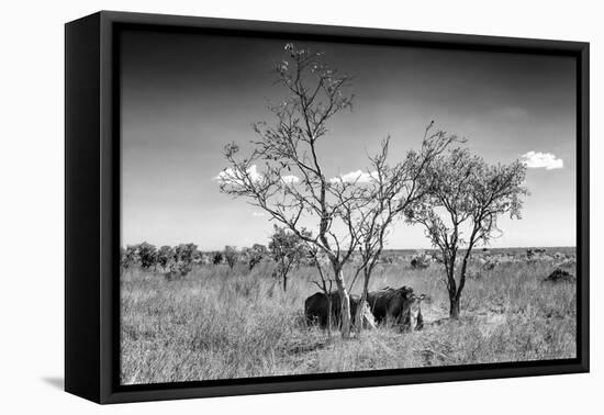 Awesome South Africa Collection B&W - Two White Rhinoceros IV-Philippe Hugonnard-Framed Premier Image Canvas