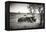 Awesome South Africa Collection B&W - Two White Rhinoceros-Philippe Hugonnard-Framed Premier Image Canvas
