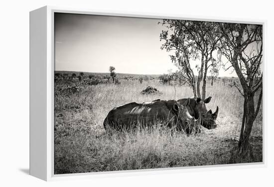 Awesome South Africa Collection B&W - Two White Rhinoceros-Philippe Hugonnard-Framed Premier Image Canvas