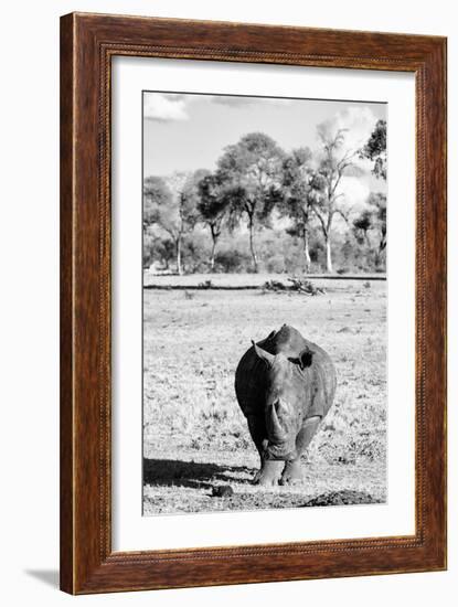 Awesome South Africa Collection B&W - White Rhino-Philippe Hugonnard-Framed Photographic Print