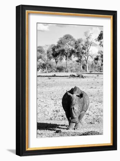 Awesome South Africa Collection B&W - White Rhino-Philippe Hugonnard-Framed Photographic Print