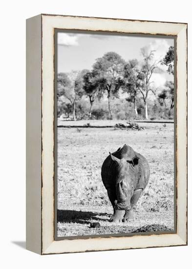 Awesome South Africa Collection B&W - White Rhino-Philippe Hugonnard-Framed Premier Image Canvas