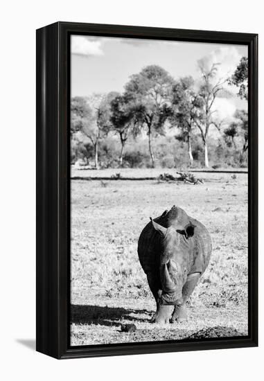 Awesome South Africa Collection B&W - White Rhino-Philippe Hugonnard-Framed Premier Image Canvas