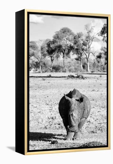 Awesome South Africa Collection B&W - White Rhino-Philippe Hugonnard-Framed Premier Image Canvas