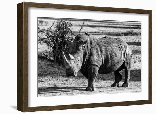 Awesome South Africa Collection B&W - White Rhinoceros-Philippe Hugonnard-Framed Photographic Print