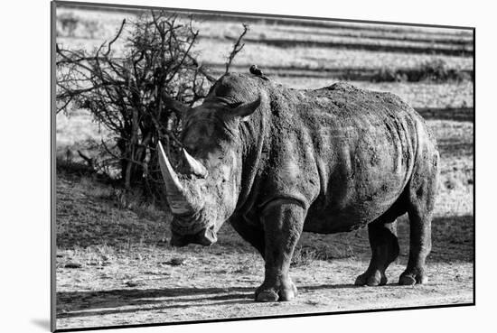 Awesome South Africa Collection B&W - White Rhinoceros-Philippe Hugonnard-Mounted Photographic Print