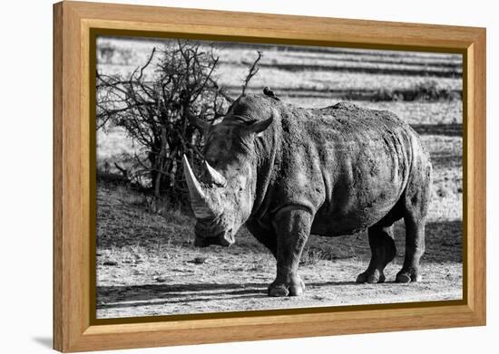 Awesome South Africa Collection B&W - White Rhinoceros-Philippe Hugonnard-Framed Premier Image Canvas