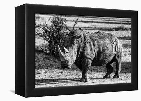 Awesome South Africa Collection B&W - White Rhinoceros-Philippe Hugonnard-Framed Premier Image Canvas