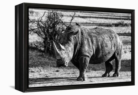 Awesome South Africa Collection B&W - White Rhinoceros-Philippe Hugonnard-Framed Premier Image Canvas