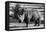 Awesome South Africa Collection B&W - White Rhinoceros-Philippe Hugonnard-Framed Premier Image Canvas