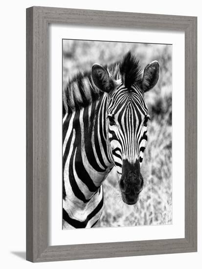 Awesome South Africa Collection B&W - Zebra Portrait II-Philippe Hugonnard-Framed Photographic Print