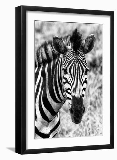 Awesome South Africa Collection B&W - Zebra Portrait II-Philippe Hugonnard-Framed Photographic Print