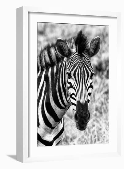 Awesome South Africa Collection B&W - Zebra Portrait II-Philippe Hugonnard-Framed Photographic Print