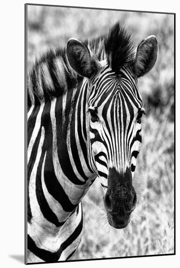 Awesome South Africa Collection B&W - Zebra Portrait II-Philippe Hugonnard-Mounted Photographic Print