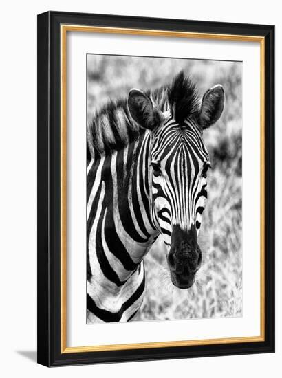 Awesome South Africa Collection B&W - Zebra Portrait II-Philippe Hugonnard-Framed Photographic Print