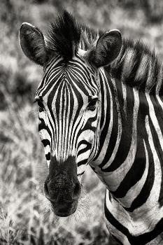 Awesome South Africa Collection B&W - Zebra Portrait