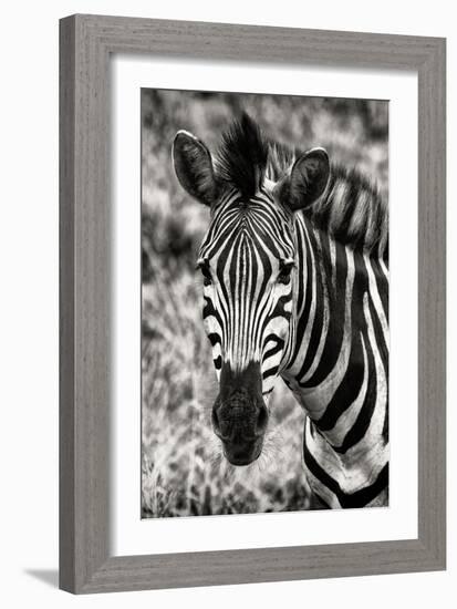 Awesome South Africa Collection B&W - Zebra Portrait-Philippe Hugonnard-Framed Photographic Print